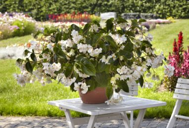 Begonia x hybrida Dragon Wing White