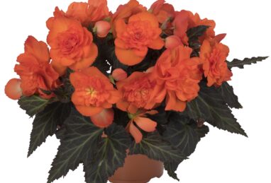 Begonia I’CONIA Portofino Dark Orange