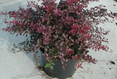 Berberis Atropurpurea Nana