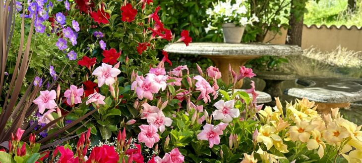 Blütenwunder Mandevilla 