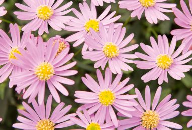 Brachyscome x multifida Delight Pink