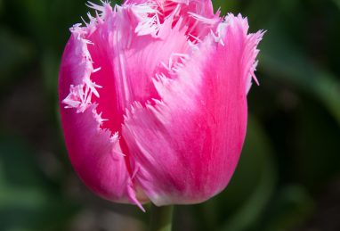 Tulipa Cacharel