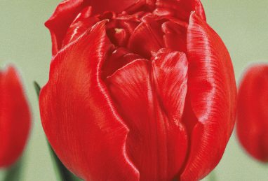 Tulipa Red Chato