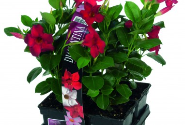 Mandevilla Diamantina Jade Scarlet T9, Viererpack