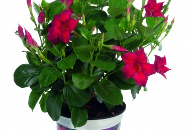 Mandevilla Diamantina Jade Scarlet T13