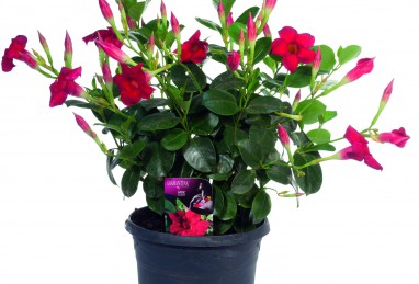 Mandevilla Diamantina Jade Scarlet T17, Busch