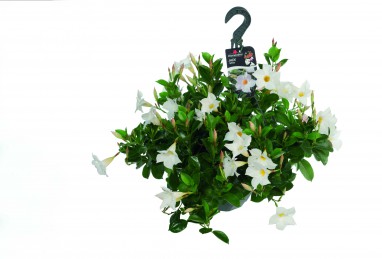 Mandevilla Diamantina Jade White T23, Ampel