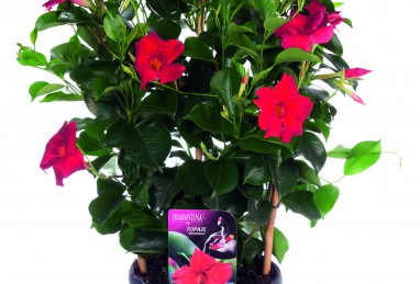 Mandevilla Diamantina Topaze Vermillon T17, Spalier