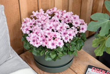 Cyclamen Illusia F1