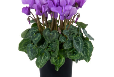 Cyclamen Dragon Deep Blue