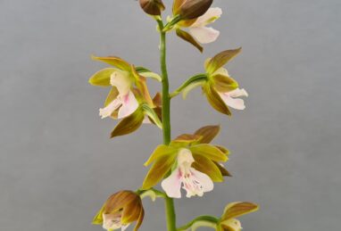 Calanthe Hybride green-rose