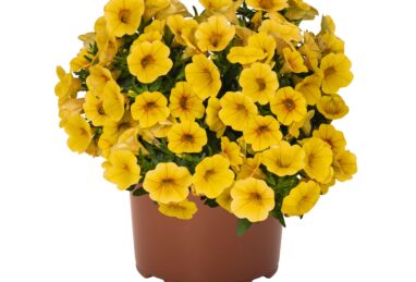 Calibrachoa Aloha Kona Honeycomb