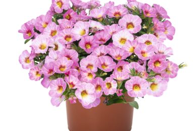 Calibrachoa Aloha Kona Pink Blush