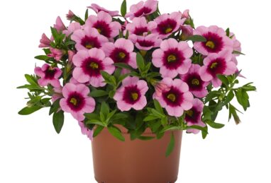 Calibrachoa Aloha Kona Tiki Pink