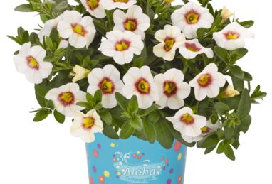 Calibrachoa Aloha Kona Tiki White