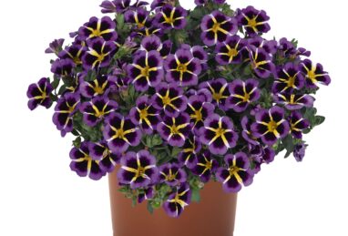 Calibrachoa Tik Tok Blue