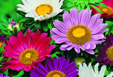 Callistephus chinensis Stella Formula Mix