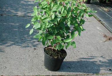 Ceanothus Marie Simon