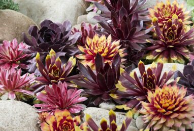 Sempervivum Chick Charms & Friends