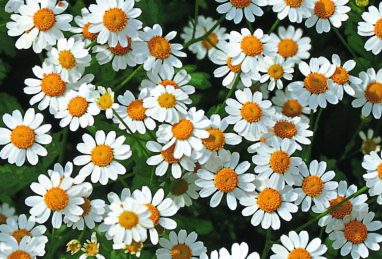 Chrysanthemum parthenium Snow Star