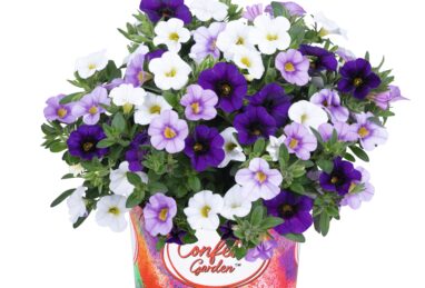 Confetti Garden Hawaiian Sailaway