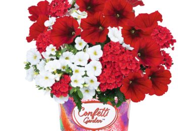 Confetti Garden Strawberry 2025