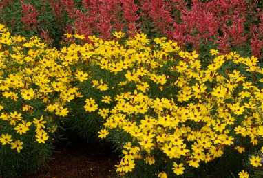 Coreopsis Imperial Sun