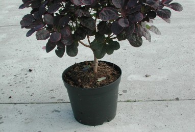 Cotinus coggygria Royal Purple