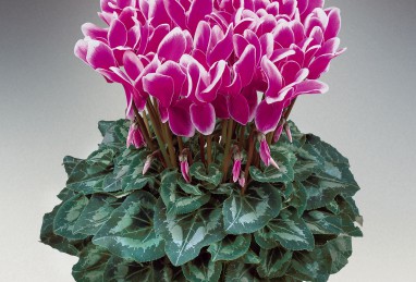 Cyclamen Halios Fantasia Purple F1