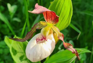 Cypripedium Gisela White Lip