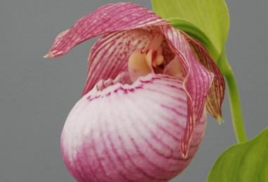 Cypripedium Sabine