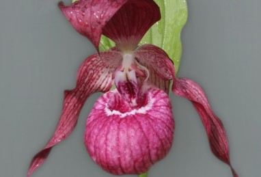 Cypripedium Ventricosum Pastell