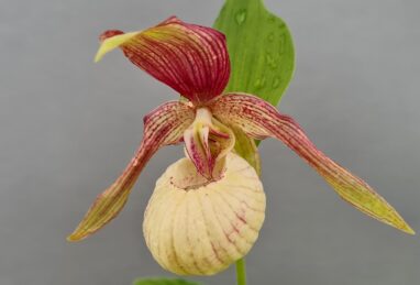 Cypripedium Ventricosum Pastell