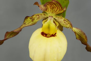 Cypripedium Victoria