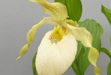 Cypripedium fasciolatum x Aki Pastell