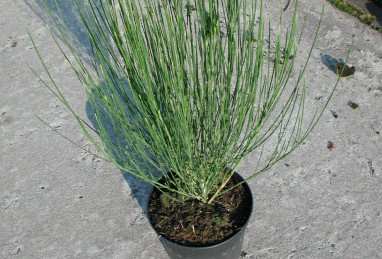 Cytisus