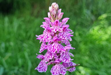 Dactylorhiza Mix