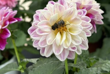 Dahlia Hypnotica Candy Corn