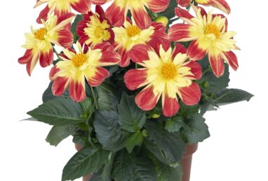 Dahlia Summer Bees Red Star