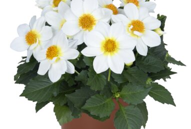 Dahlia Summer Bees White