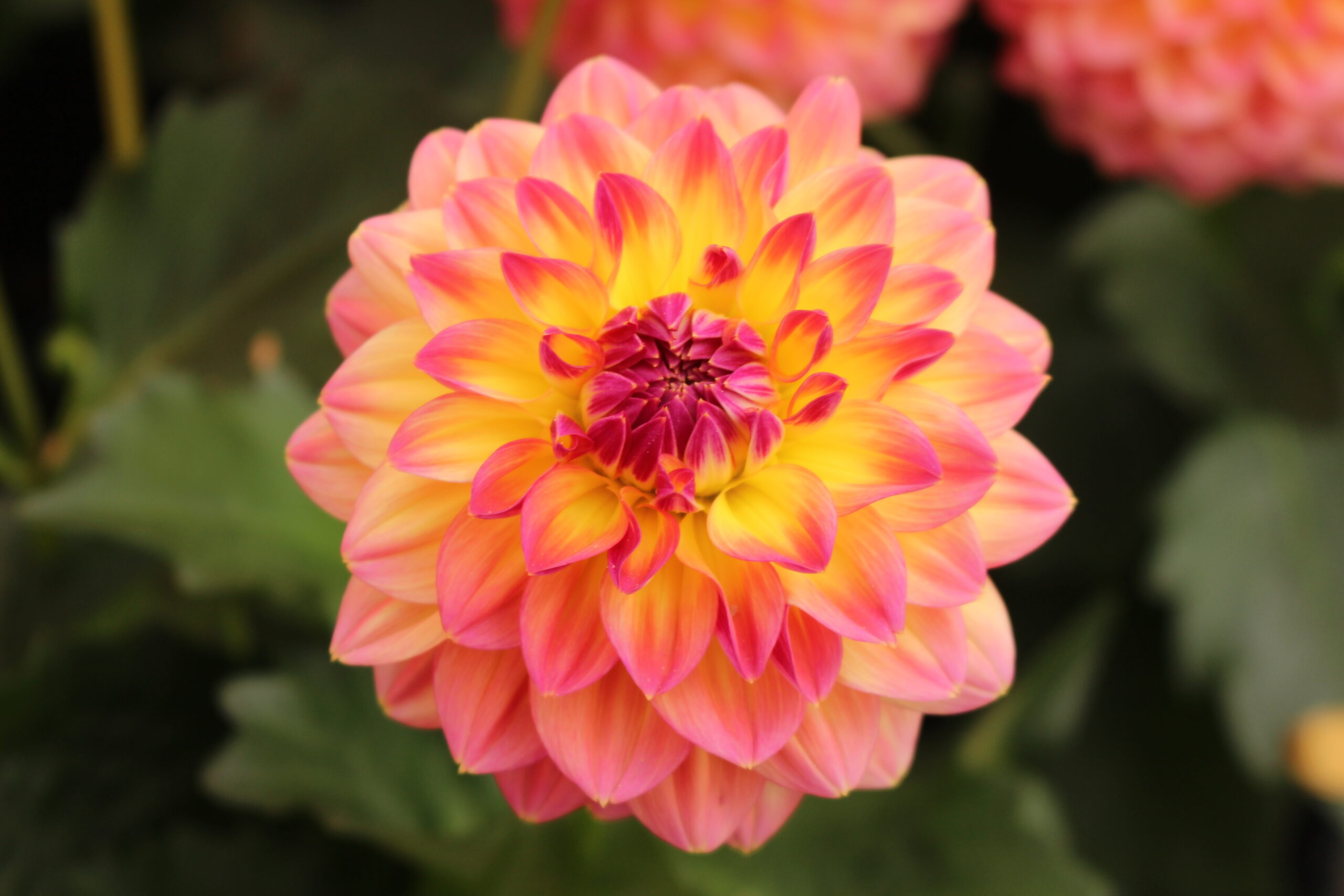 Dahlia_LubegaXL_Fruit Punch GREEN Pflanzenhandel GmbH