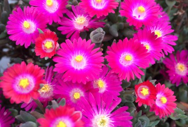 Delosperma Jewel of Desert Amethyst