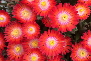 Delosperma Jewel of Desert Grenade