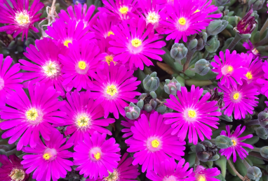 Delosperma Jewel of Desert Opal