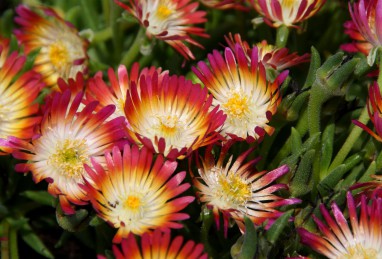 Delosperma  Jewel of Desert Ruby