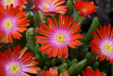 Delosperma Jewel of Desert Sunstone