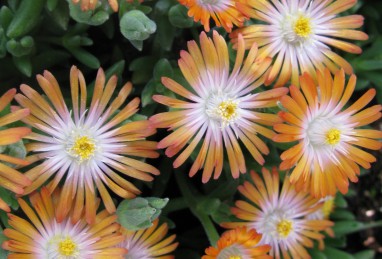 Delosperma Jewel of Desert Topaz