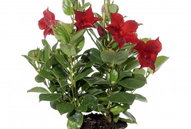 Mandevilla Diamantina Jade Scarlet T10.5 (doppelt gesteckt)