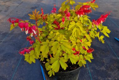 Dicentra Jolly Hearts Crush