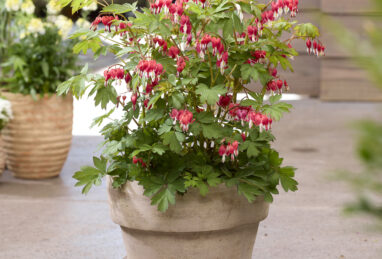 Dicentra Jolly Hearts Love